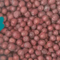 عناب برداشت امسال سالم|خوردنی و آشامیدنی|خوسف, |دیوار