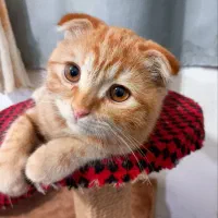 گربه