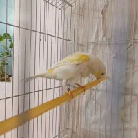 قناری موزاییکی زرد اورجینال