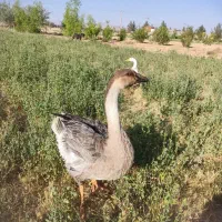 قو غاز سالم و جوان