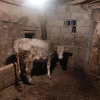 گوساله یکی نر هلشتاین یک ماده نژاد براون سوئیسی