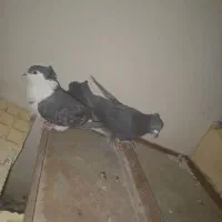 نرو ماده غلاغ دمگیر روزگاری دم لول ب شرط