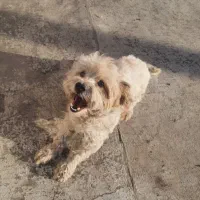 فروش یا معاوضه با عروس هلندی