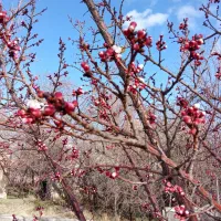 فروش-استثنایی-زمین-باغ-حسینی-ساردوئیه