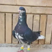 کفتر گرفتنی