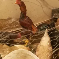 یک خروس ۱۵ماهه ودوتاجوجه ۷ماهه یک هم ۸ماهه|حیوانات مزرعه|شاهین دژ, |دیوار