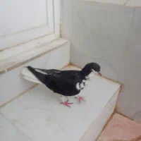 شهری|پرنده|شیراز, کرونی(خاتونک)|دیوار