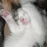 بچه گربه