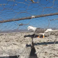 پشت کویتی ماده|پرنده|کاشمر, |دیوار