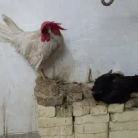 مرغ وخروس