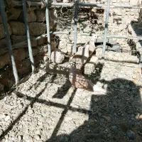 کبوتر خانگی