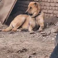 سگ...|سگ|محلات, |دیوار