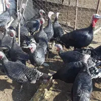 فروش بوقلمون محلی
