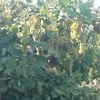 انگور کشمشی ارگانیگ