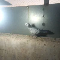 دم سبز  کاکل جوجه بندی|پرنده|شیراز, شهرک مطهری|دیوار