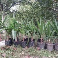 یوکا چند ساله|گل و گیاه طبیعی|رشت, حومه رشت|دیوار