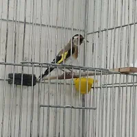 سهره|پرنده|کبودرآهنگ, |دیوار