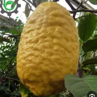 گریپ فروت و بالنگ|خوردنی و آشامیدنی|زرگرشهر, |دیوار