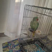 شاه طوطی ماده