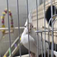 عروس هلندی|پرنده|رباط‌کریم, مسکن مهر آبشناسان|دیوار