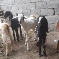 بز ۵ عدد نر اوماده|حیوانات مزرعه|شادگان, |دیوار