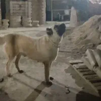 سرابی ۲ساله ماده|سگ|اندیمشک, |دیوار