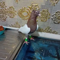 ساده سیاه راست سیاه