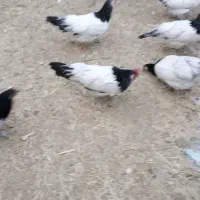 مرغ خروس 5ماهه نژاد لاکوندر کیفیت بالا