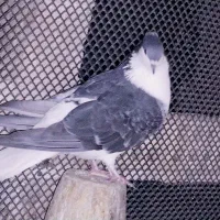 کفتر خوشرنگ دمگیر کاکلی