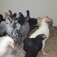 مرغ و خروس گلین و لاری و برهما و لهستانی و مرندی|حیوانات مزرعه|تهران, نازی‌آباد|دیوار