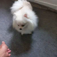 سگ پامرانین اصیل و بازیگوش