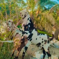 نر بز اصل پنجاپ جوانه تازه دو دندون شده