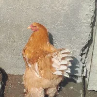 مرغ و خروس برهما