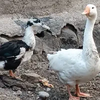 غاز|حیوانات مزرعه|بستان آباد, |دیوار