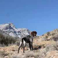 سگ نژاد جرمن پوینتر