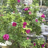 استخدام سرایدار