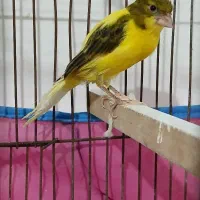 قناری ماده نتفه دار