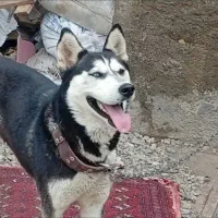 سگ هاسکی