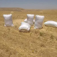 کاه گندم|لوازم جانبی حیوانات|تهران, تهرانسر شرقی|دیوار