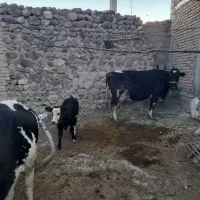 دو راس گاو