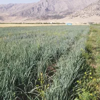 سرکارگر وکارگر کشاورزی|خدمات باغبانی و درختکاری|کرمانشاه, |دیوار
