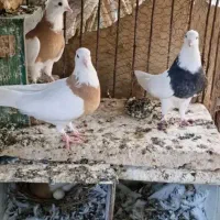 7 جفت طوقی زرین ، لیمویی و سیاه