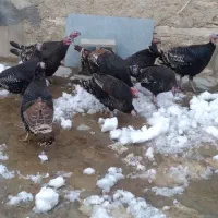 یدونه ۱۵۰۰۰۰۰|حیوانات مزرعه|تخت سلیمان, |دیوار