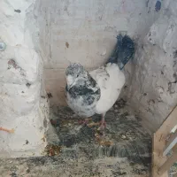 کفترگم کردم شازده سبز یه سین دم قهوه ای هم امروز|پرنده|ساوه, |دیوار