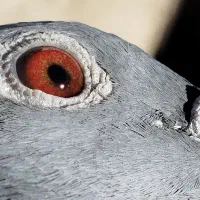 پلاکی نر ماده|پرنده|الیگودرز, |دیوار