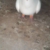 کفتر پرشی|حیوانات|نیشابور, مازول|دیوار