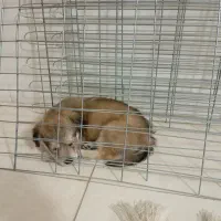 واگذاری حیوان خانگی