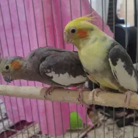 عروس هلندی نر و ماده|پرنده|محمدیه-قزوین, |دیوار