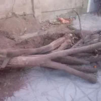 فروش چوب|خدمات باغبانی و درختکاری|داراب, |دیوار