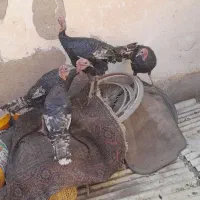 بوقلمون جوان فریمان